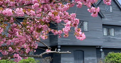 The Splendor of Springtime in Salem 🌸✨